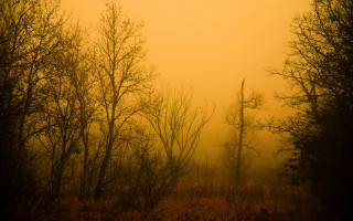 Foggy forest bird autumn matte - volumetric fog free wallpaper