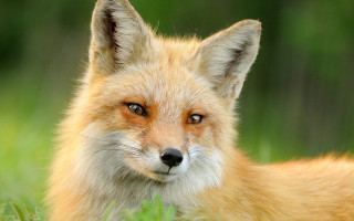 Fox closeup grass background realistic - a portrait free wallpaper