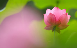 Pink flower green background macro 6 - chang daichien free wallpaper