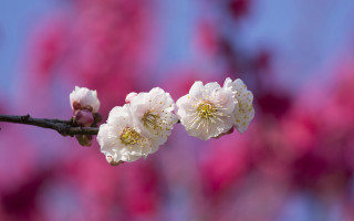 White flowers pink background blue - chang daichien free wallpaper