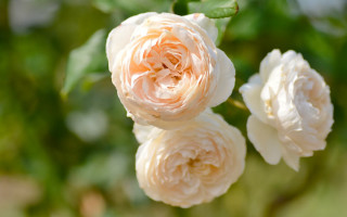 White rose daisy lily flower - a blurry background of leaves free wallpaper