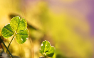 Small green leaf grass macro - anne rigney free wallpaper