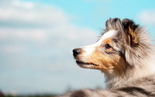 Dog longhair heroic outdoors blue - heroic free wallpaper