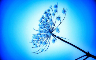 Flower blue background black stem - against free wallpaper