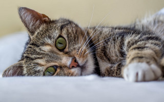 Cat green eyes pillow bed - the pillow free wallpaper