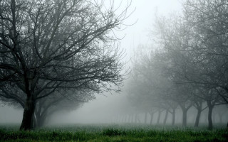 Foggy field trees grass branch - chris friel free wallpaper