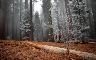 Forest fallen tree fog trail - fallen free wallpaper