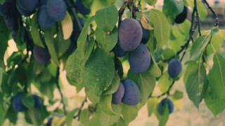 Plums hanging branch bokeh blurry - de hirsh margule free wallpaper