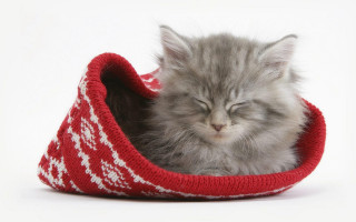 Kitten sleeping red white basket - pattern free wallpaper