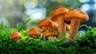 Mushrooms moss forest nature macro - ground free wallpaper