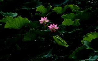 Pink flower green leaves butterfly - the dark forest free wallpaper