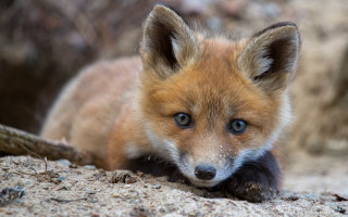 Small fox blue eyes sad - a rock free wallpaper