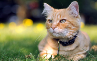 Cat collar grass serious photorealism - a collar free wallpaper