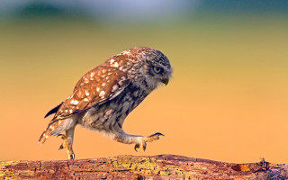 Owl perched branch wings spread - a small owl free wallpaper