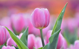 Pink flower green leaves blurry 21 - the foreground and a blurry background free wallpaper