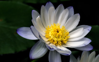 White yellow flower green leaves - a yellow center free wallpaper