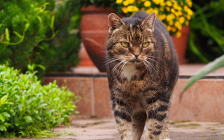 Cat sidewalk potted flowers green - furry free wallpaper