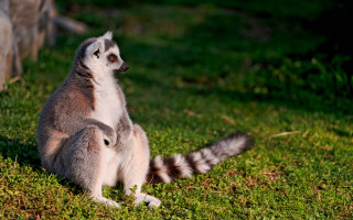 Lemur looking up blurry nature - a tail free wallpaper