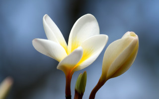 Flower buds macro blue background - derek chittock free wallpaper