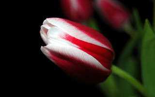 Red white flower green leaves - adobe lightroom free wallpaper
