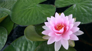 Pink flower green leaves water 4 - a pond of water lilies free wallpaper