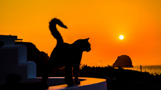 Cat ledge sunset silhouette mountain - exekia free wallpaper