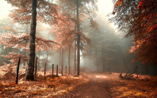 Dirt road forest fog autumn 3 - forest free wallpaper for desktop