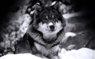 Shiba inu blue eyes snow - caspar wolf free wallpaper