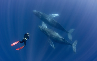 Swimming man whale red paddle - his hand and another man free wallpaper