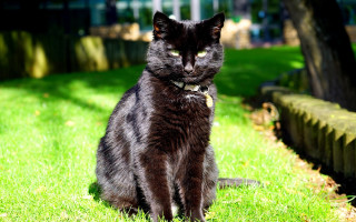 Black cat grass serious tilt - a black cat free wallpaper