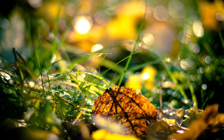 Dewy leaf autumn macro bokeh - leaf and grass free wallpaper