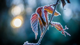 Frost leaf macro night moon - frost free wallpaper