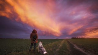 Woman dog field sunset colorful - sunset free wallpaper