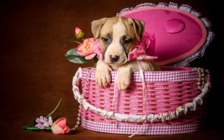 Puppy pink basket flowers shoe - mouth free wallpaper