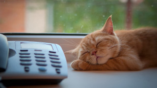 Cat shiba inu sleeping blurry - a phone free wallpaper