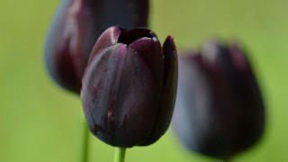 Purple flower green background macro - a purple flower free wallpaper