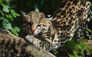 Large cat branch woods leaves - the wood free wallpaper for desktop
