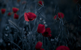 Red flowers dark background white - a few white flower free wallpaper