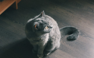 Curious cat sitting wooden floor - caspar wolf free wallpaper