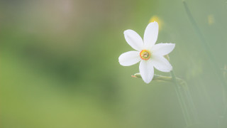 White flower yellow center green 3 - a stem free wallpaper