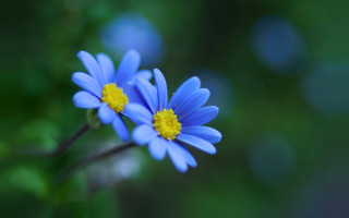 Blue flowers yellow centers macro - green leaf and a blurry background free wallpaper
