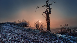 Frosty hilltop tree sunset gradient - the sun in the background free wallpaper