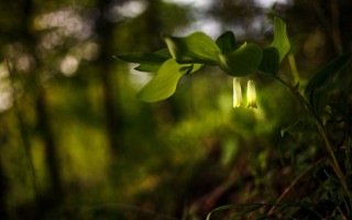 Plant flowers woods sunlight macro - sunlight free wallpaper