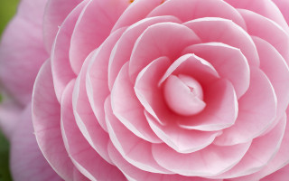 Pink flower green white yellow - a yellow center in the center free wallpaper