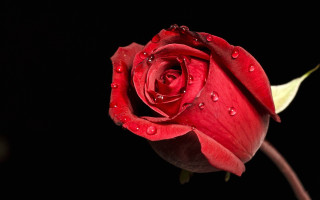 Red rose water droplets macro 8 - a drop of water free wallpaper