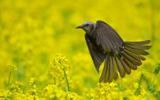 Bird flying over yellow flower - over a field free wallpaper