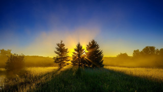 Field trees sunset fog blue - crepuscular ray free wallpaper