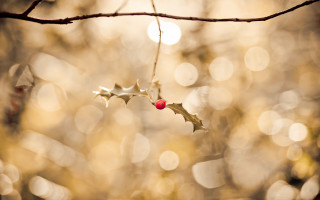 Holly berry macro bokeh moon - a branch free wallpaper