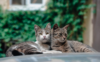 Cats on car bush background - animal photography free wallpaper