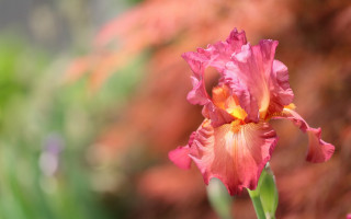 Pink flower garden impressionism tilt - a pink flower free wallpaper for desktop